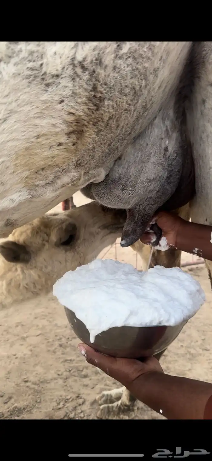 خلفه وضحا تحتها بكره الحليب واجد وهديه ومشروطه 15