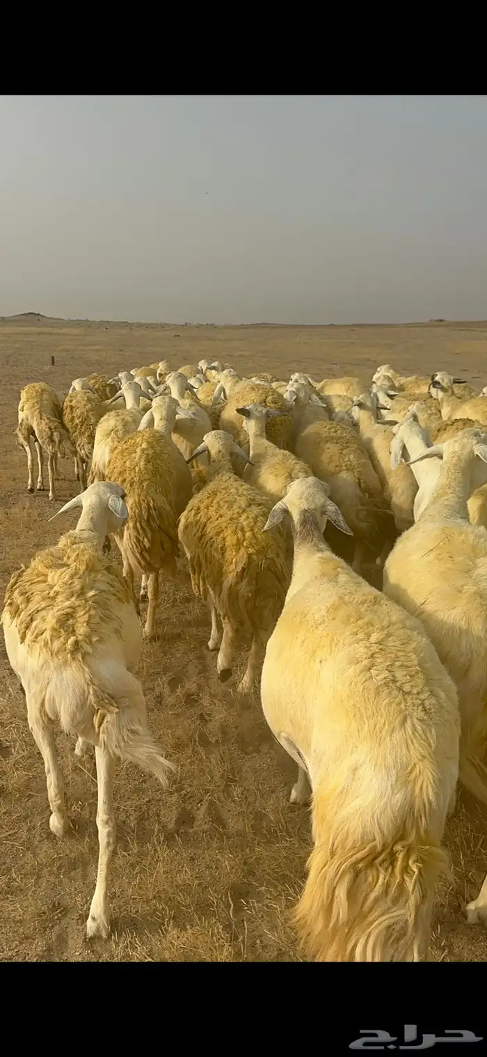 غنم حرية منوة القناي جرروم بمعنا الكلمه 75 تحتها 5 24