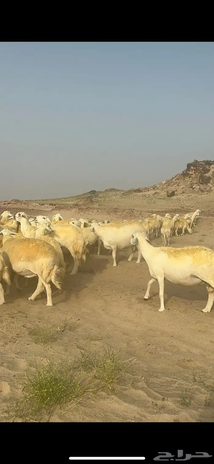 غنم حرية منوة القناي جرروم بمعنا الكلمه 75 تحتها 5 6