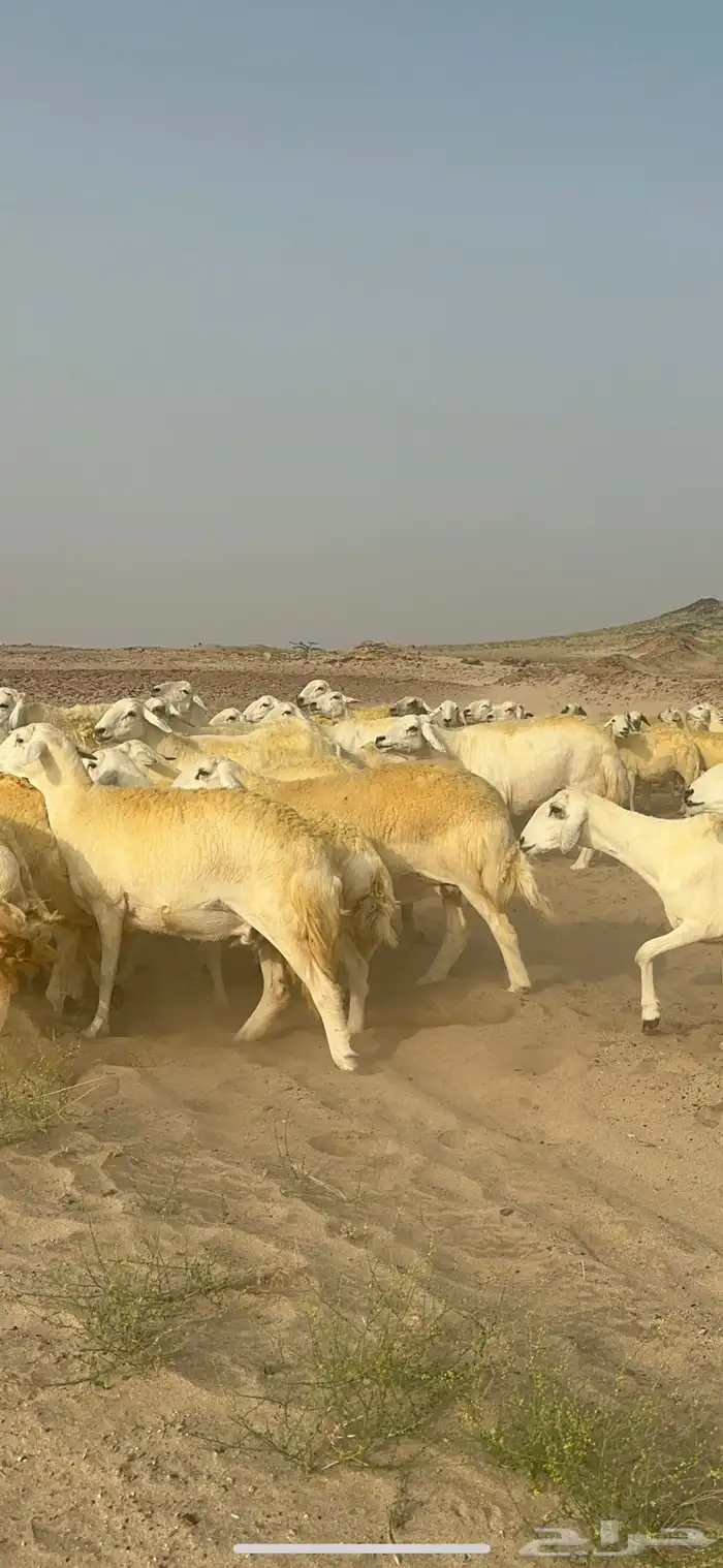 غنم حرية منوة القناي جرروم بمعنا الكلمه 75 تحتها 5 5