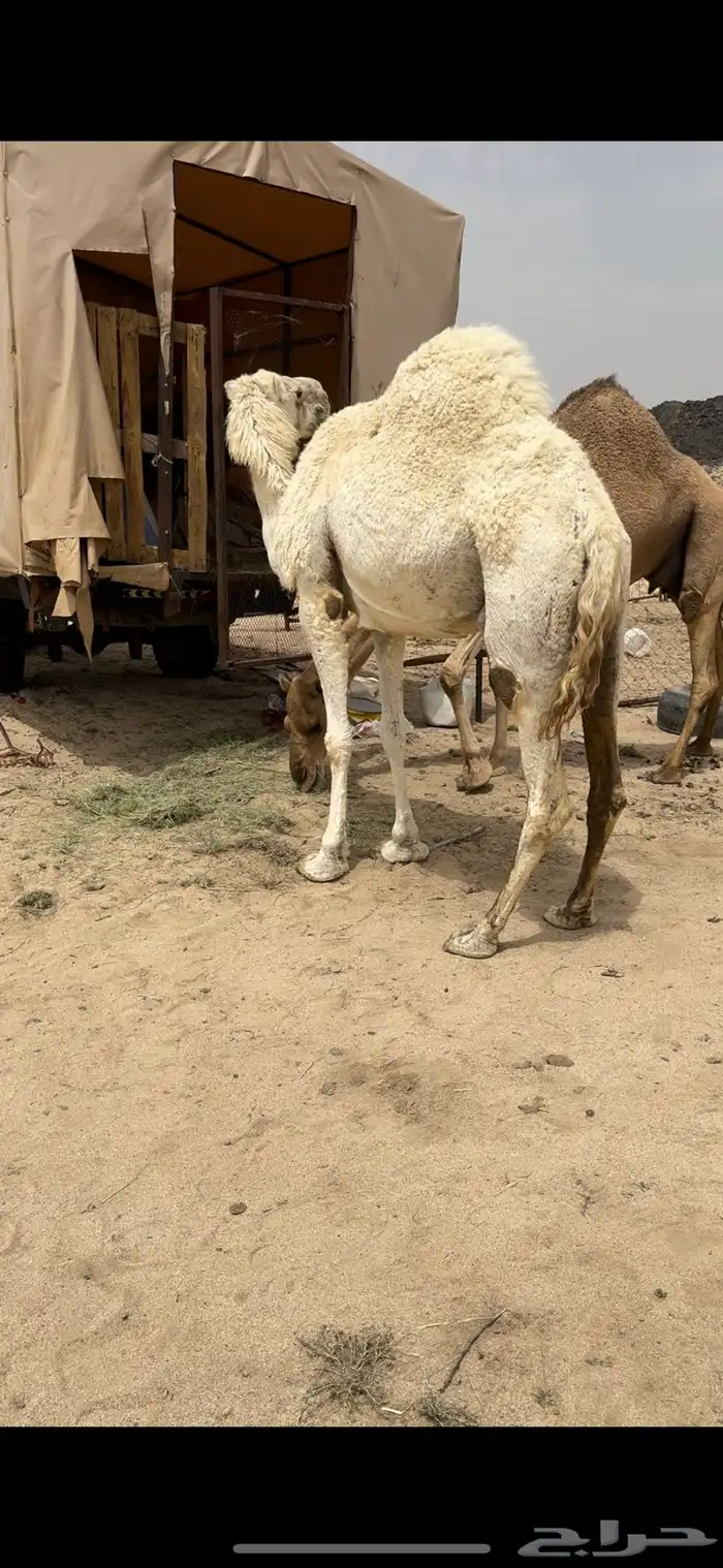 خلفه وضحا تحتها بكره الحليب واجد وهديه ومشروطه 10