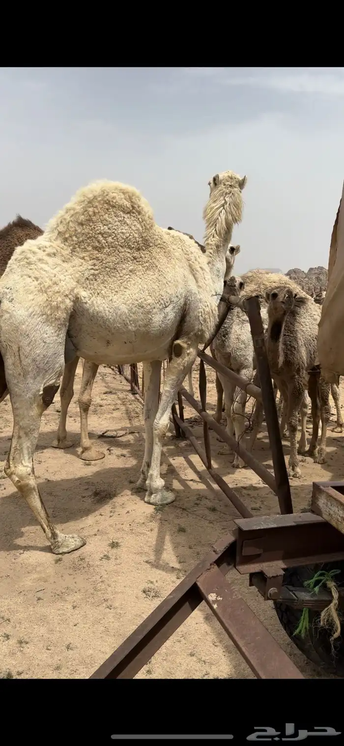 خلفه وضحا تحتها بكره الحليب واجد وهديه ومشروطه 2