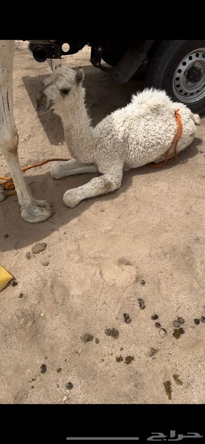 خلفه وضحا تحتها بكره الحليب واجد وهديه ومشروطه 1