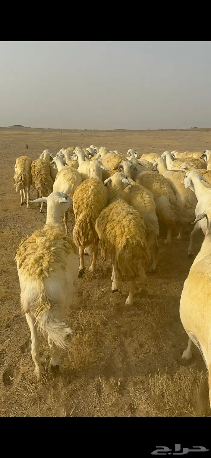 غنم حرية منوة القناي جرروم بمعنا الكلمه 75 تحتها 5 25