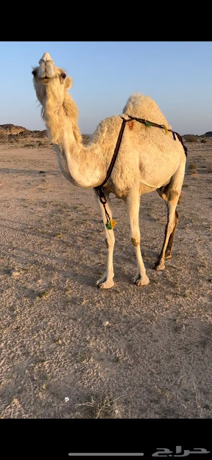 خلفه وضحا تحتها بكره الحليب واجد وهديه ومشروطه 12