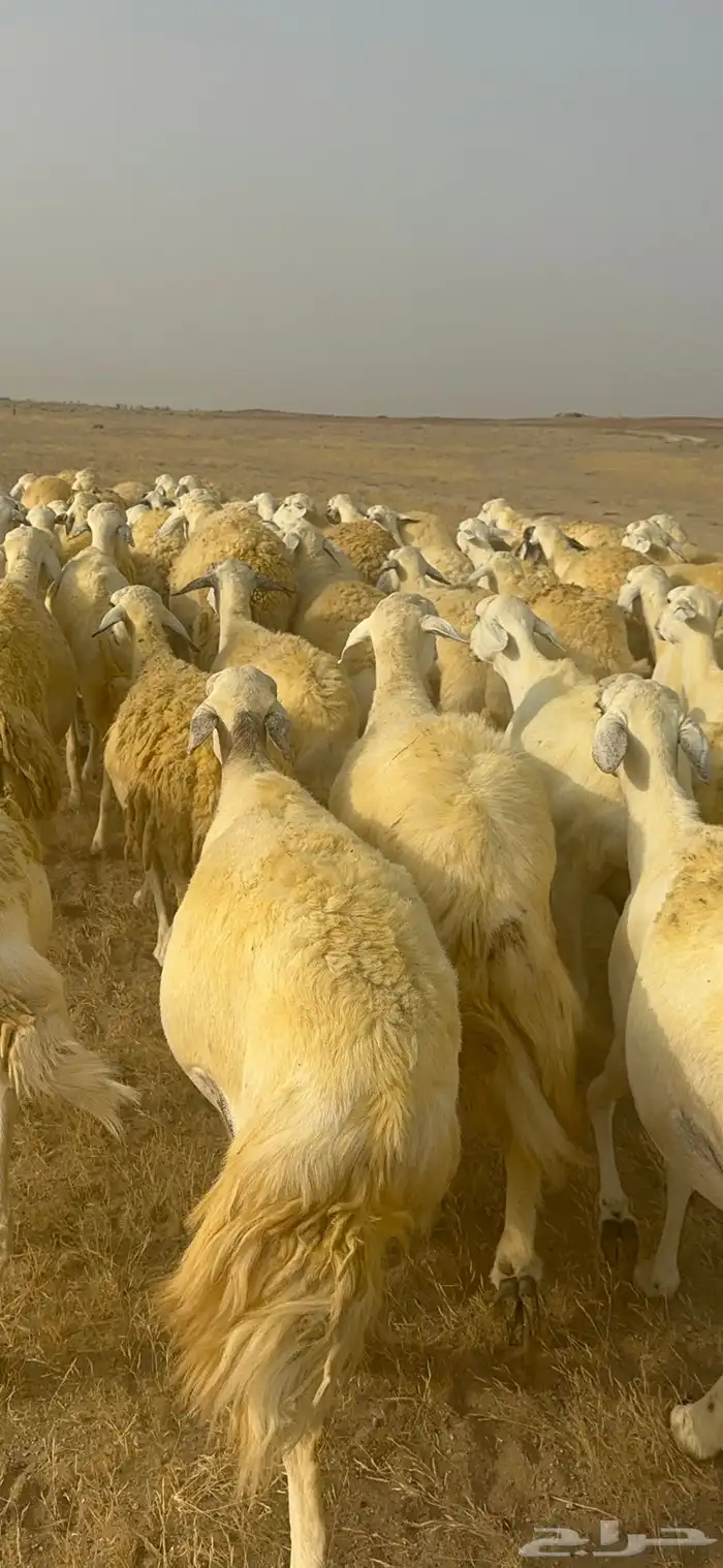 غنم حرية منوة القناي جرروم بمعنا الكلمه 75 تحتها 5 23