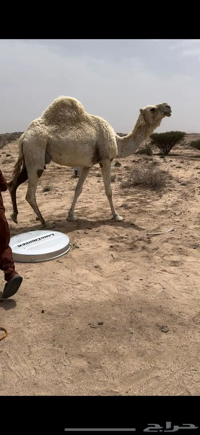خلفه وضحا تحتها بكره الحليب واجد وهديه ومشروطه 3