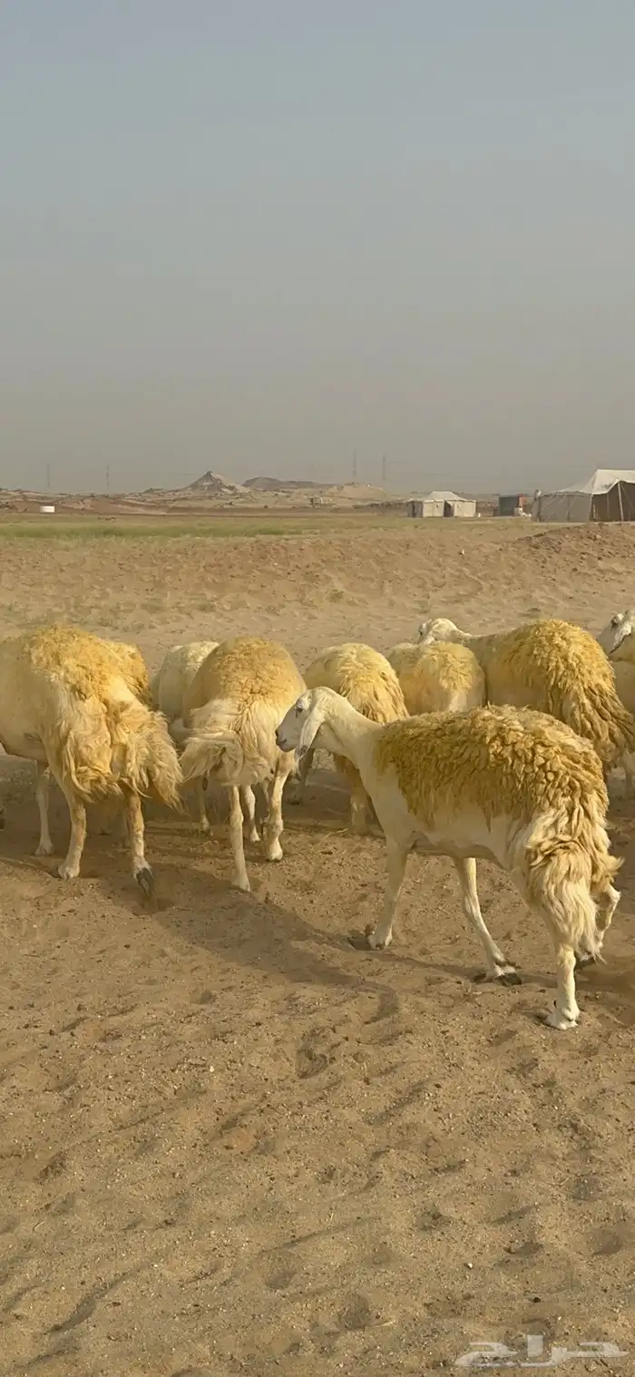 غنم حرية منوة القناي جرروم بمعنا الكلمه 75 تحتها 5 15