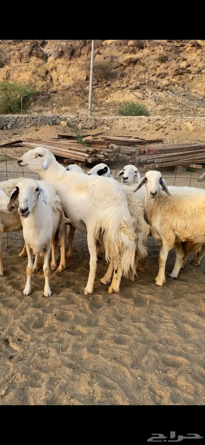 ضان او غنم حرش جروم فاخره 7 بالفحل ( تم البيع) 4