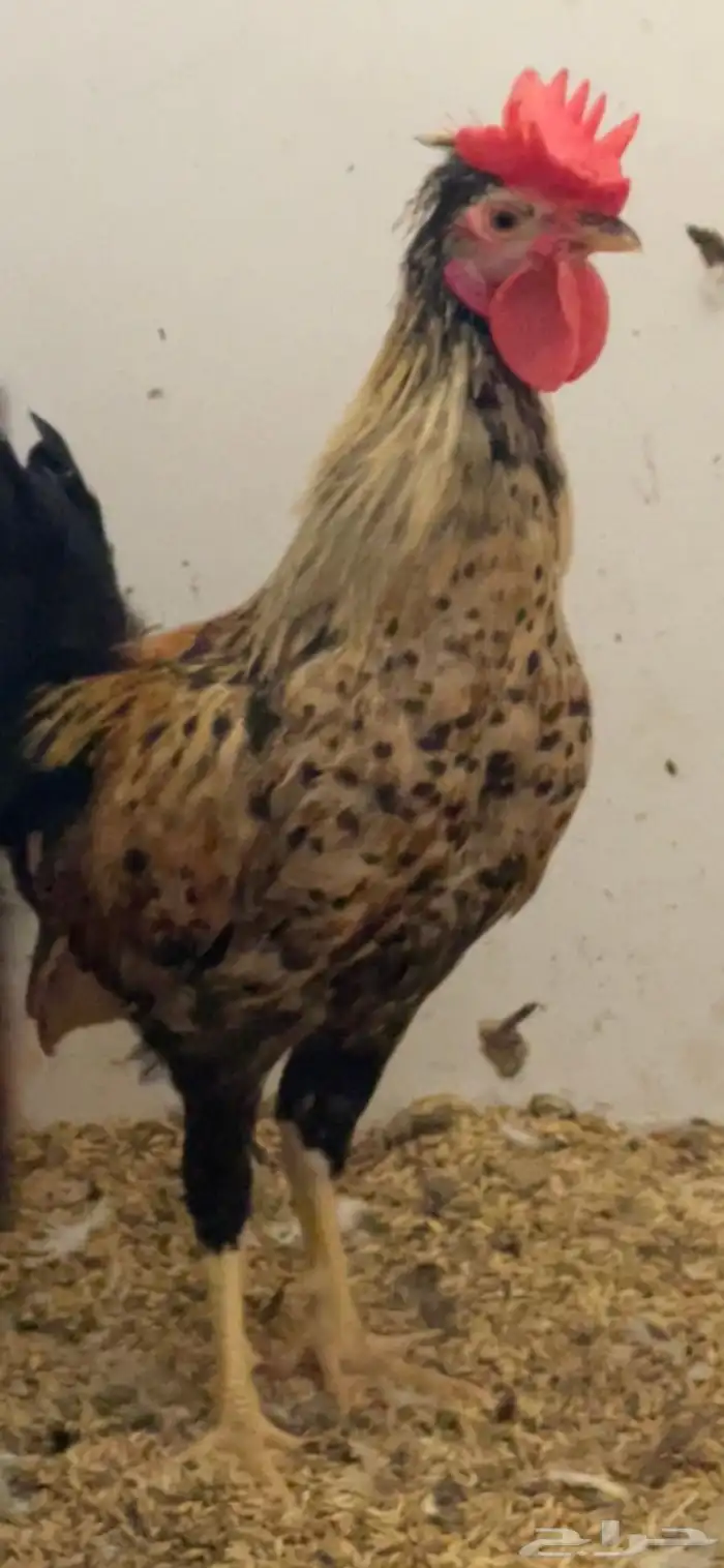 ديوك عربي ترثه سلالة قديمة جدا 0