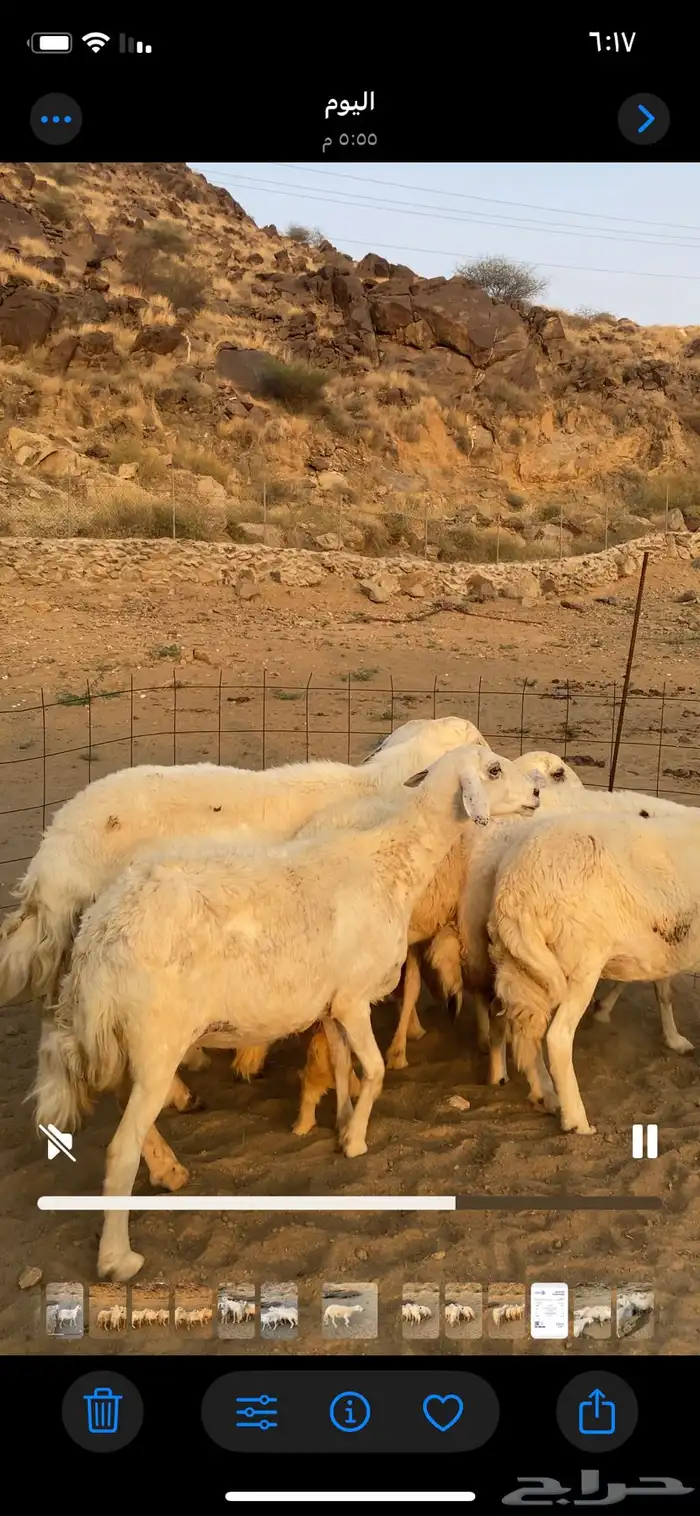 ضان او غنم حرش جروم فاخره 7 بالفحل ( تم البيع) 0