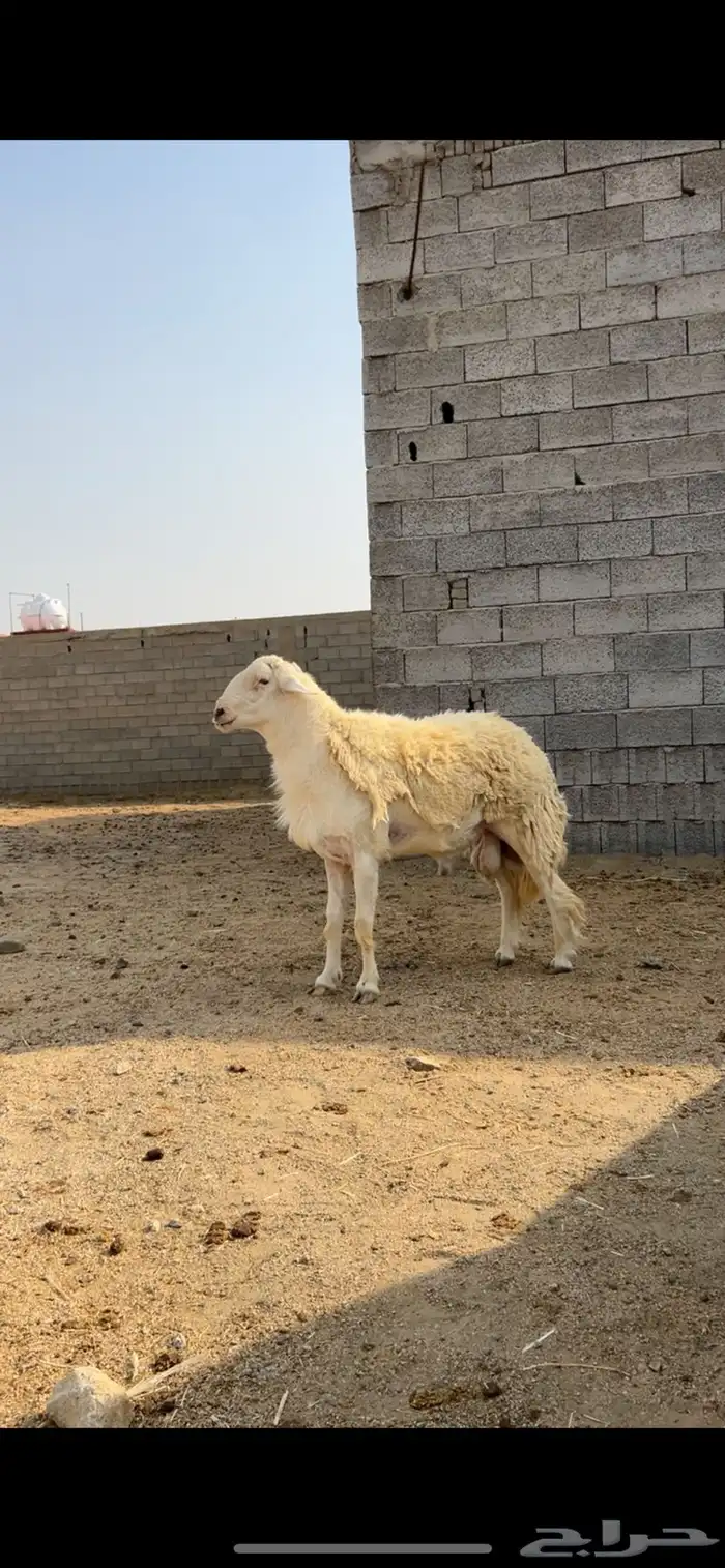 فحل حري صنف الصنف فاخر 4
