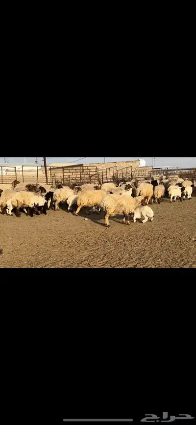 غنم نعيم مطافيل مراح واحد 6
