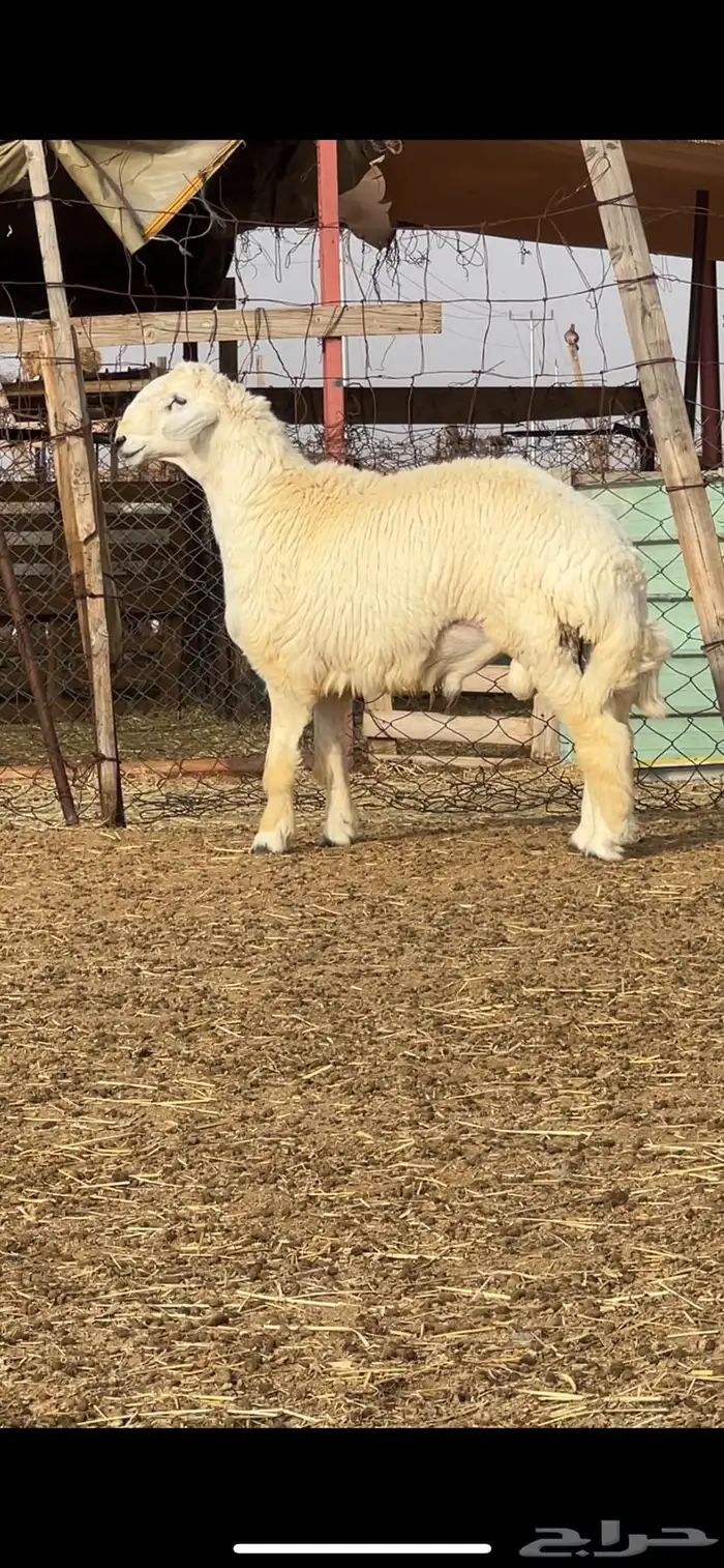 فحل حري صنف مشروط 1