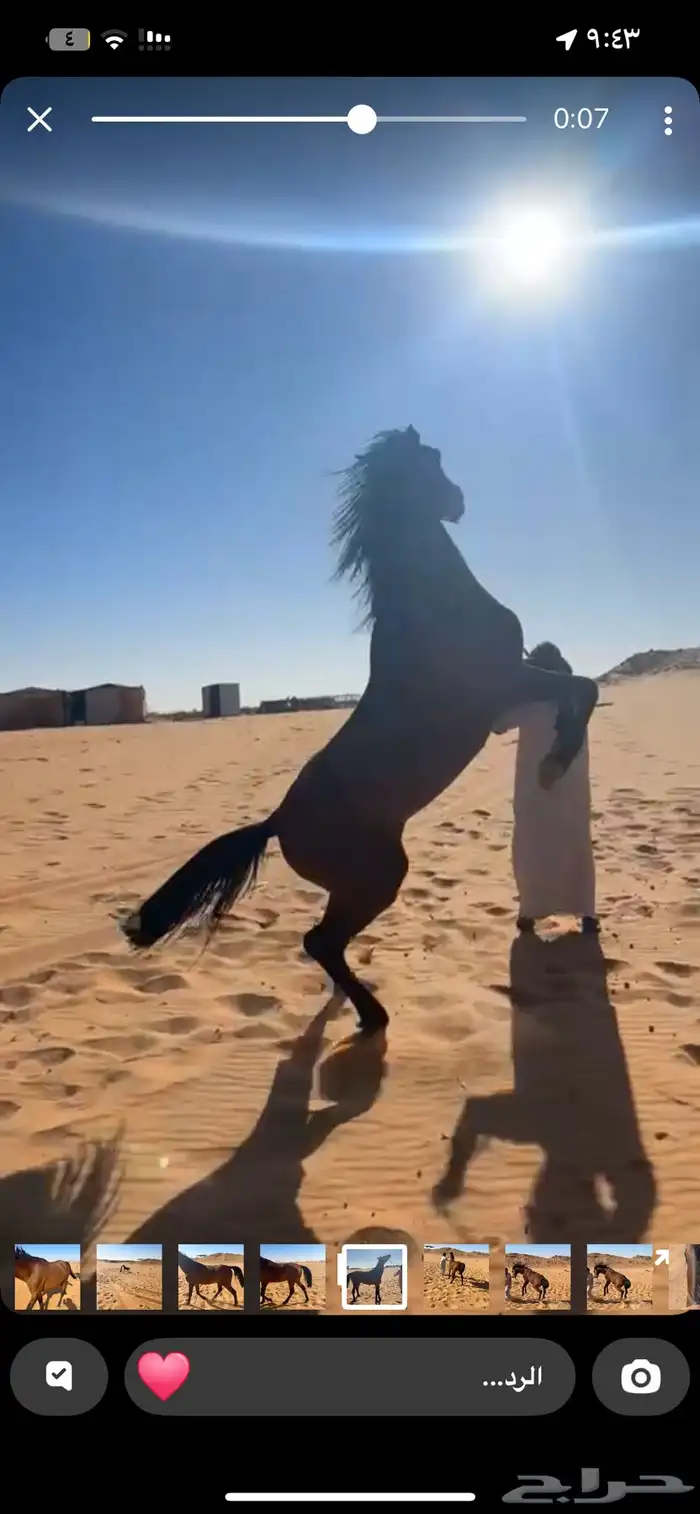 حصان شعبي العمر توه دخل 4 سنين حصان الطول 7 وربع حصان طبيب 6