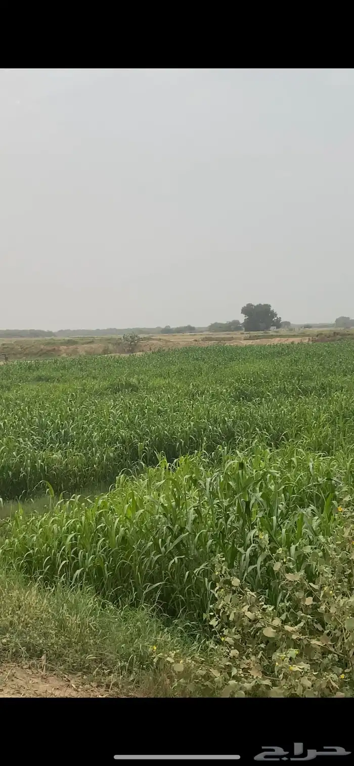 قصب اخضر حزم طيب باذن الله 1