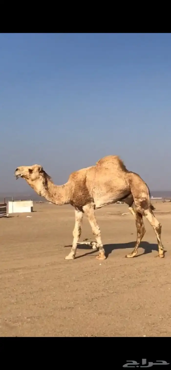 قعود مفرود 2