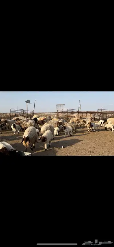 غنم نعيم مطافيل مراح واحد 0