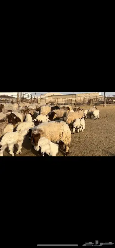 غنم نعيم مطافيل مراح واحد 4