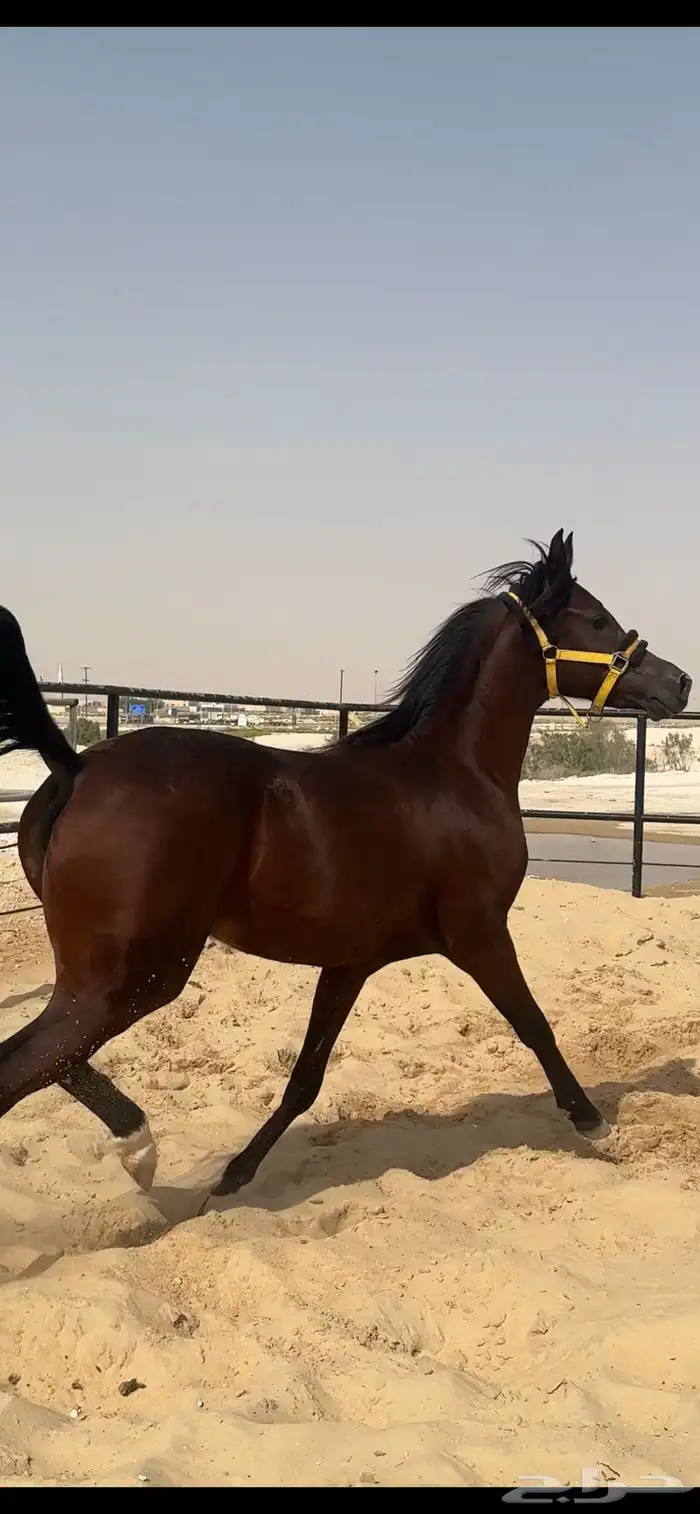 الي يبغى مهر واهو طيب وجبر ليفوته 1
