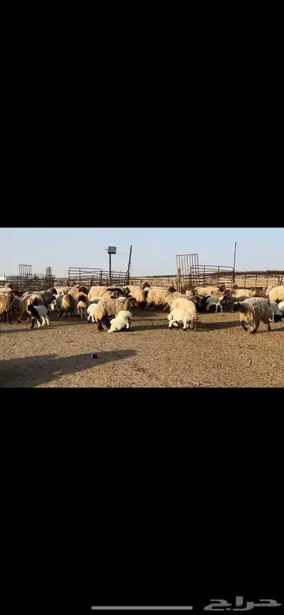 غنم نعيم مطافيل مراح واحد 1