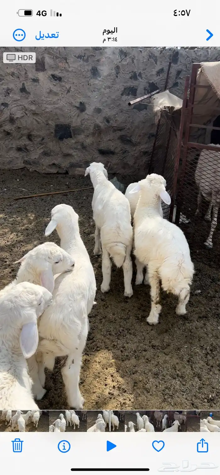 المحاني شمال الطايف 0