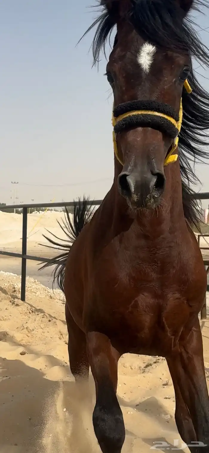 الي يبغى مهر واهو طيب وجبر ليفوته 2