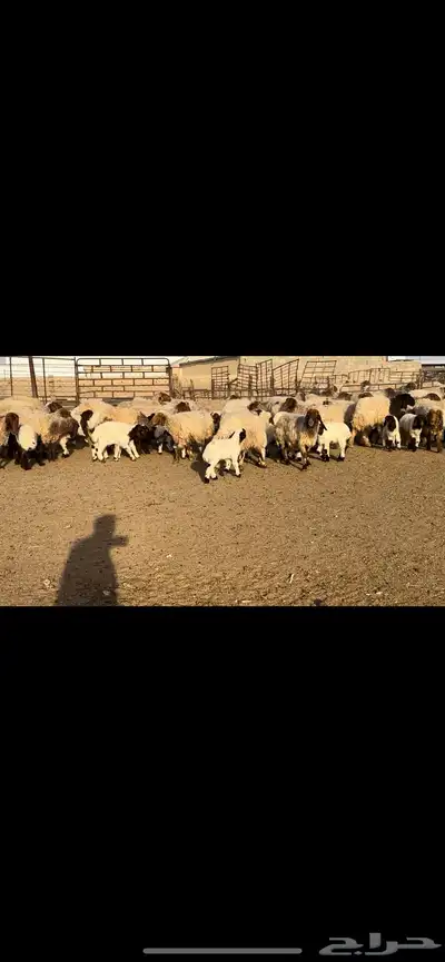 غنم نعيم مطافيل مراح واحد 7