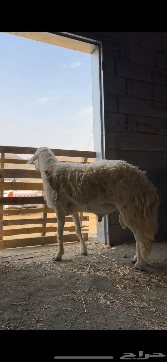 فحل حري صنف الصنف فاخر 2