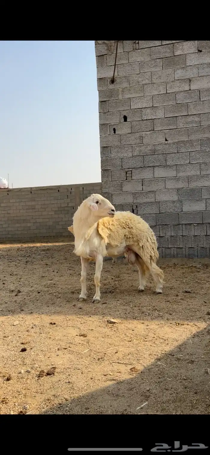 فحل حري صنف الصنف فاخر 5