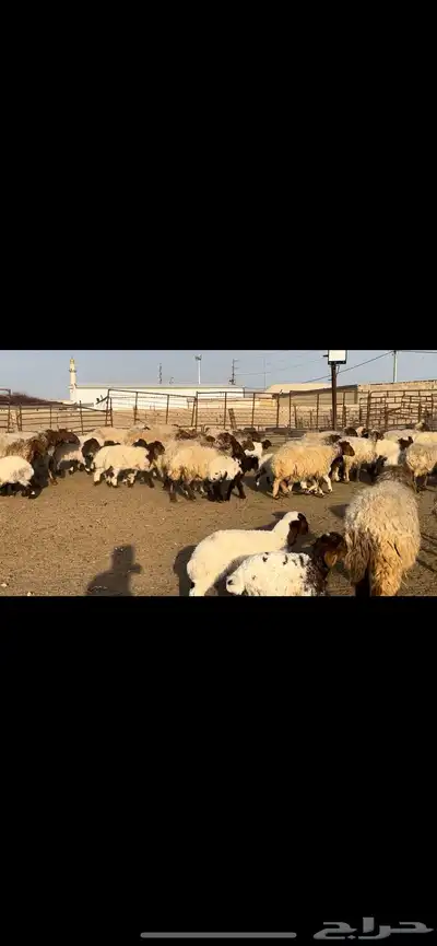 غنم نعيم مطافيل مراح واحد 3