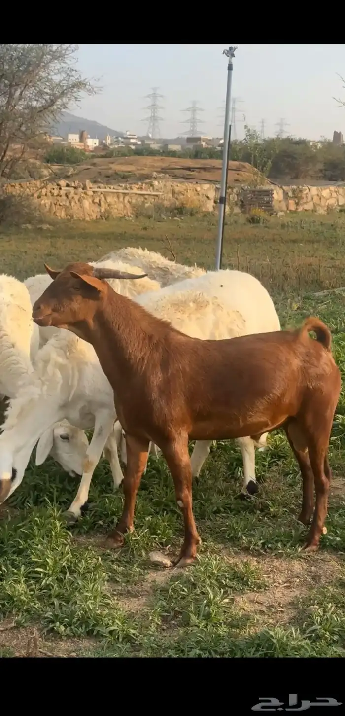 تيس ادهم صنف فاخر ( تم البيع ) 0