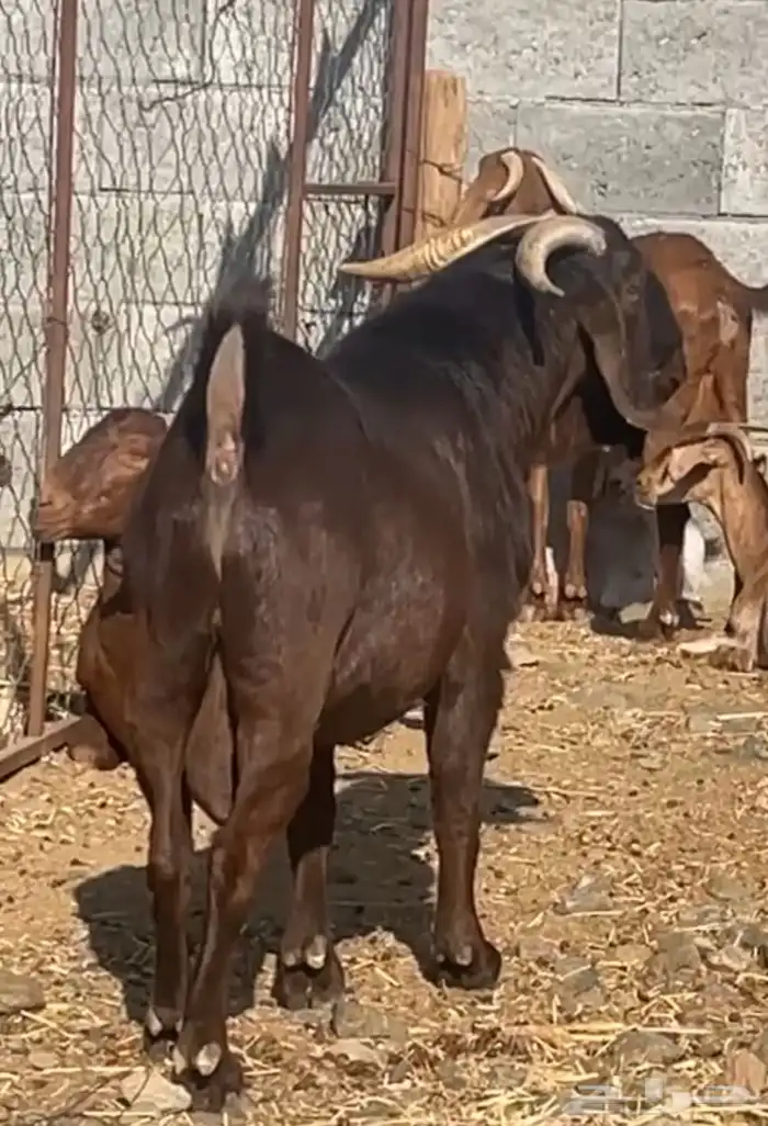 تيس كلهاري فاخر ( تم البيع ) 7