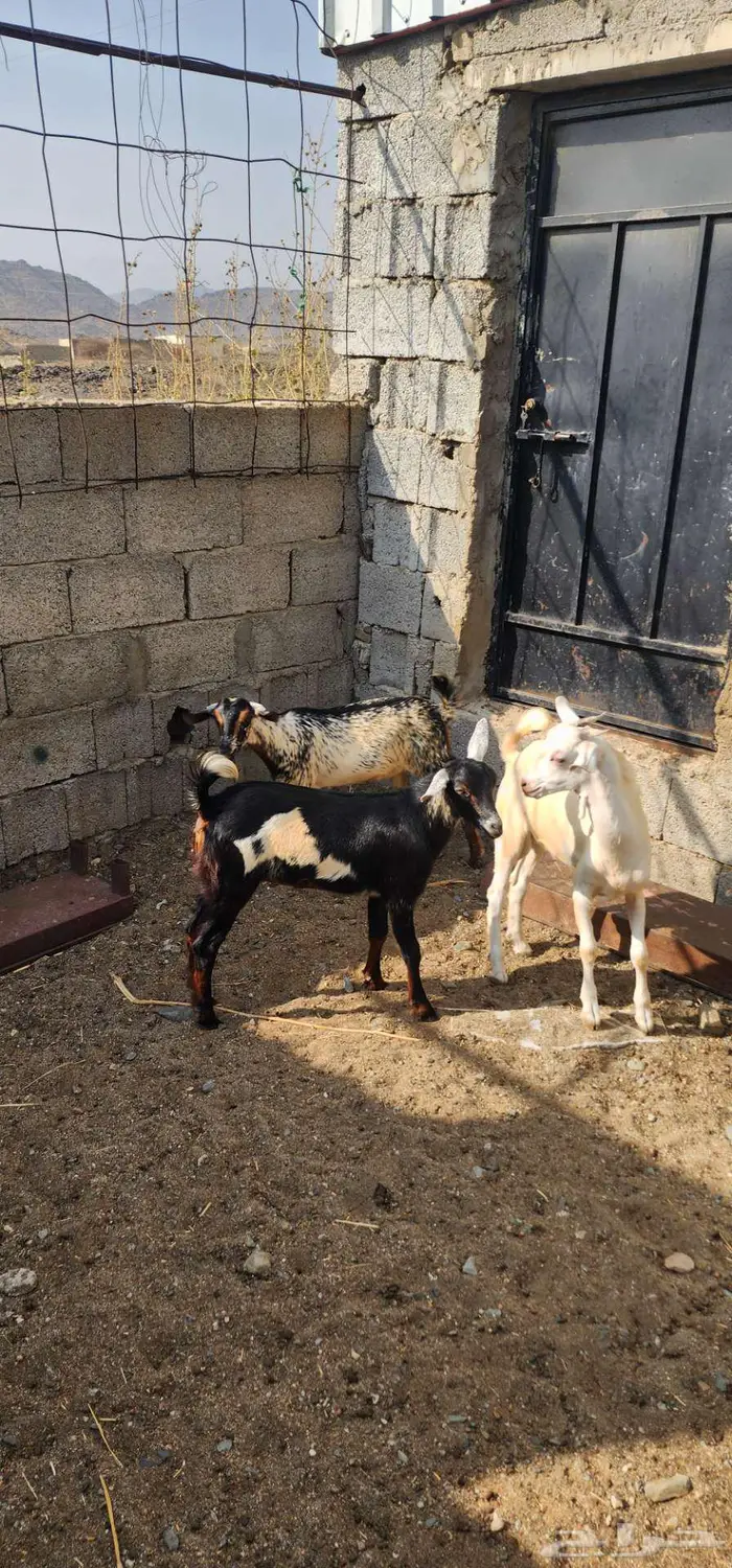 بهم تم البيع 0