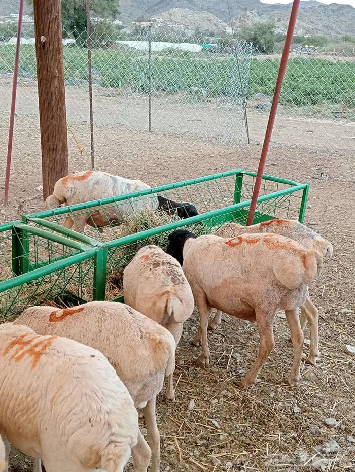 برابر قعدان تيوس سواكن 1