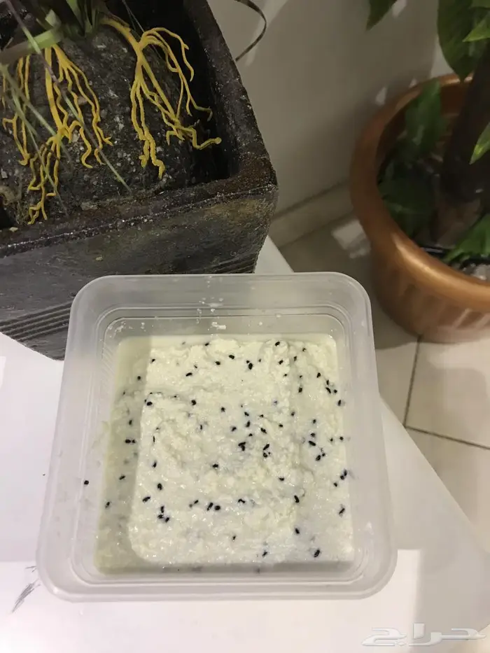 (حليب لبن جبن قشطة لبى زبدة سمن) غنم بيض بلدي 1