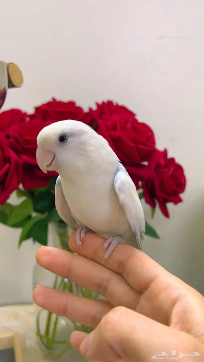 روز اليف مناسب للاطفال 0