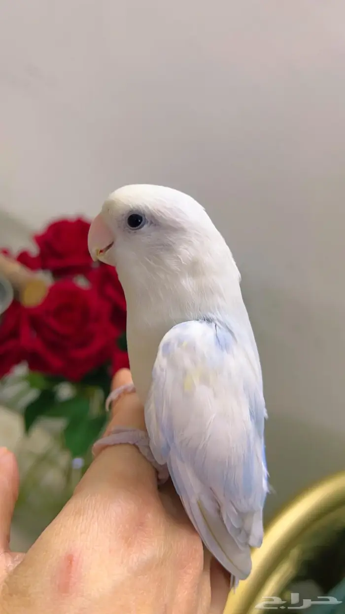 روز اليف مناسب للاطفال 3