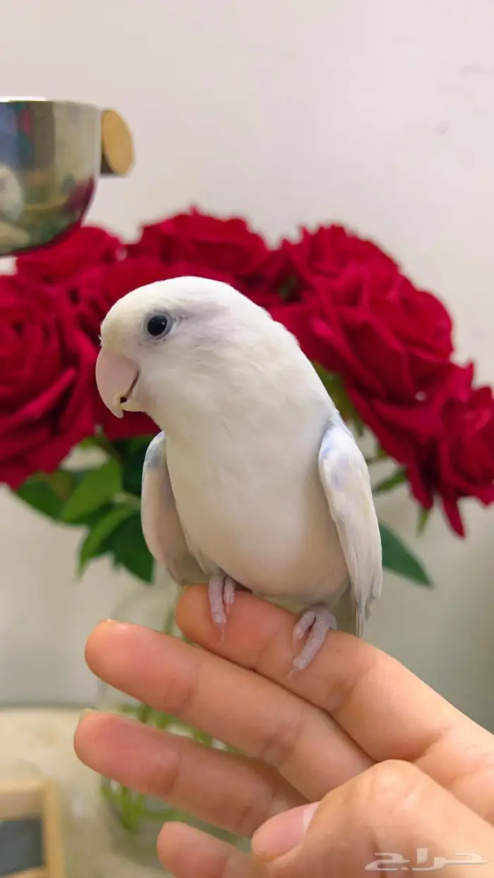 روز اليف مناسب للاطفال 7
