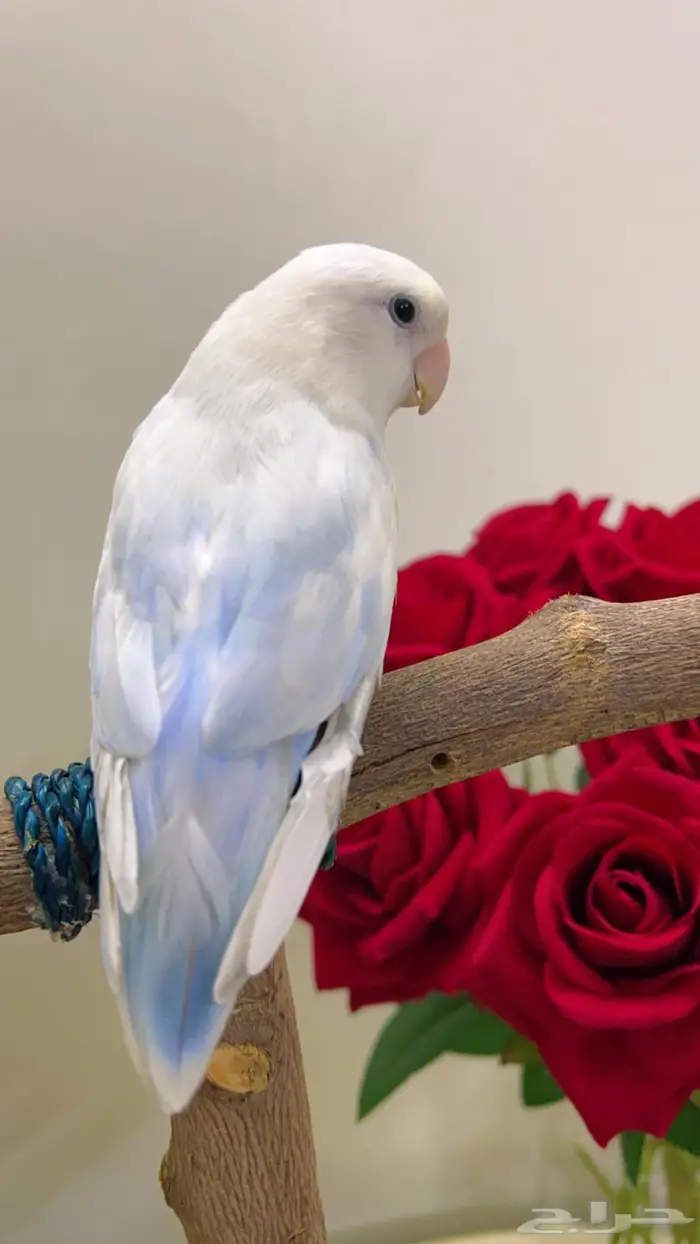 روز اليف مناسب للاطفال 8