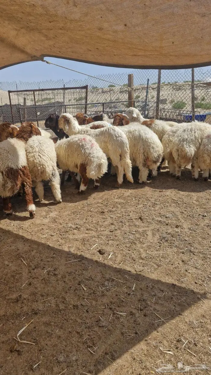 ذبايح حري ونعيم 2