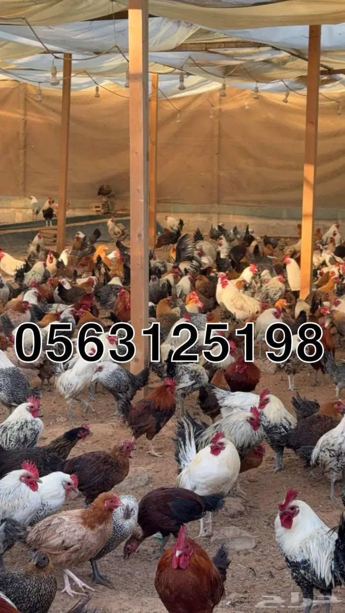 دجاج بلدي بياض 1