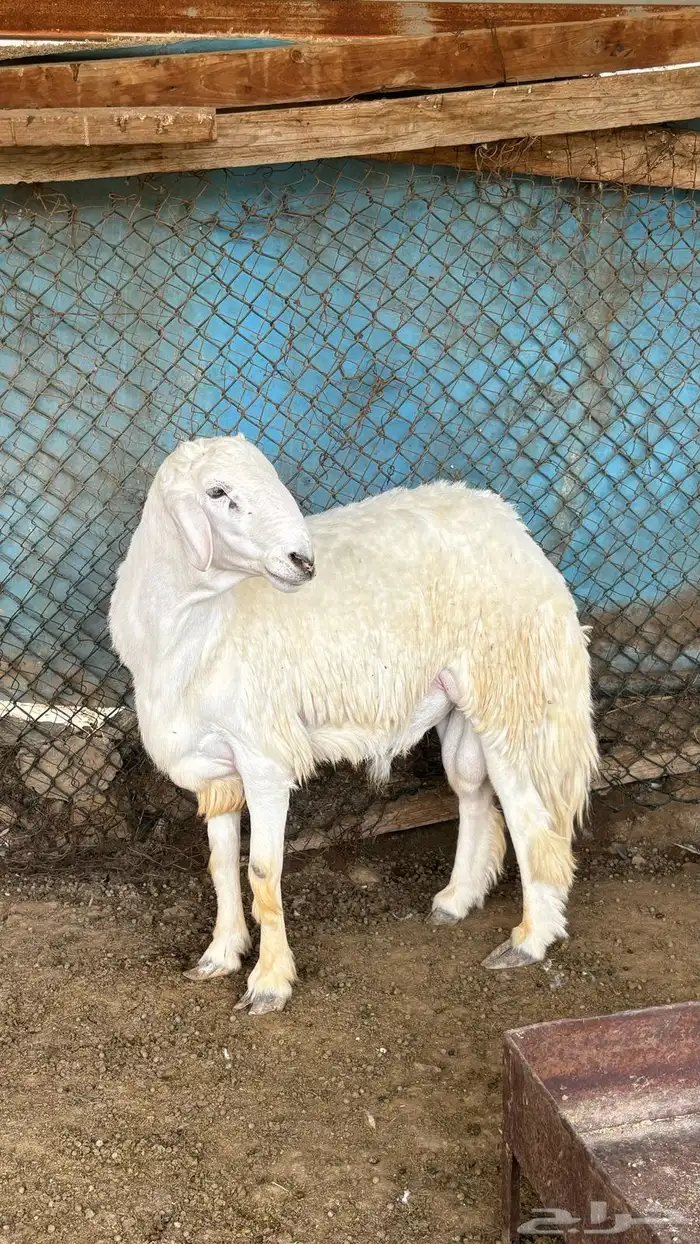 طليان جذعان 6
