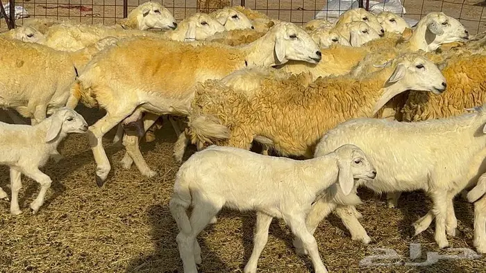 رخال حريات صنف الصنف 37 تحتها 18 4