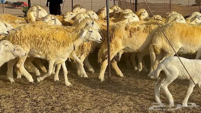 رخال حريات صنف الصنف 37 تحتها 18 11