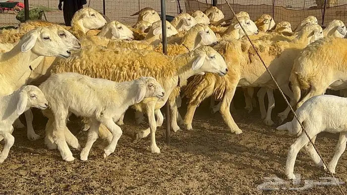 رخال حريات صنف الصنف 37 تحتها 18 10
