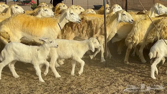 رخال حريات صنف الصنف 37 تحتها 18 15