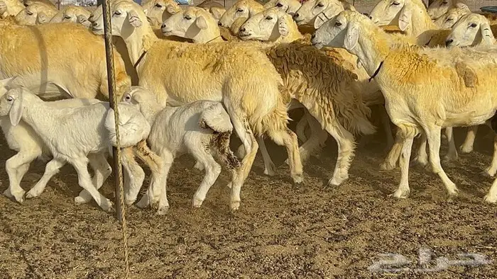 رخال حريات صنف الصنف 37 تحتها 18 21