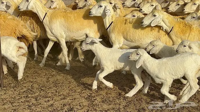 رخال حريات صنف الصنف 37 تحتها 18 23