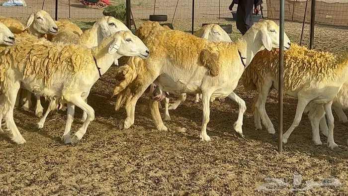 رخال حريات صنف الصنف 37 تحتها 18 14